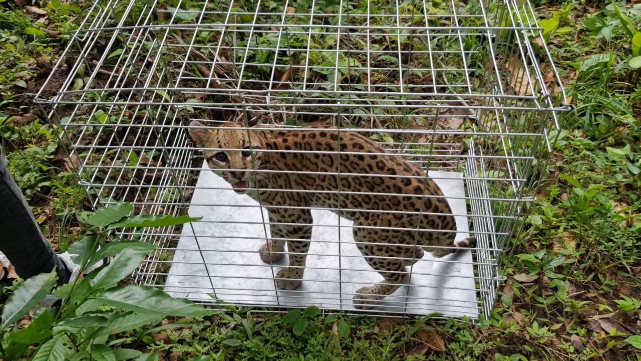 Pareja de cunaguaros fue liberada en una reserva ecológica del estado Portuguesa