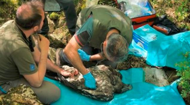 Por primera vez en 100 años: Nació en España una especie de ave en peligro de extinción