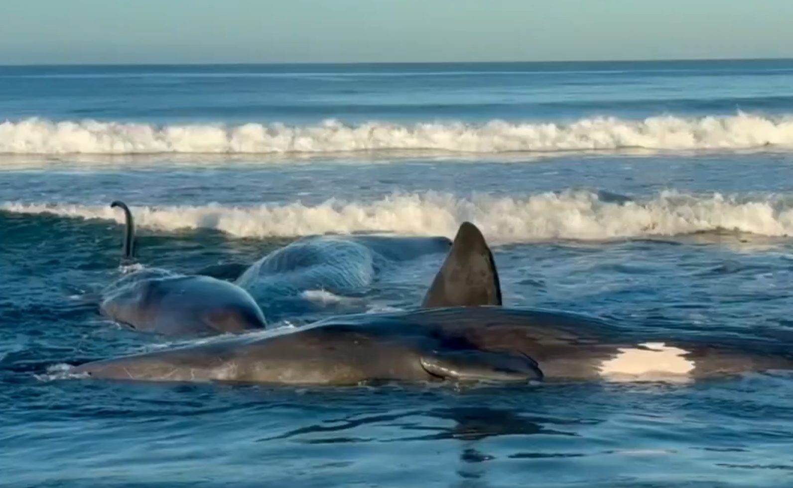 VIDEO: múltiples ballenas encallaron en la costa de Japón tras masivo terremoto en Rusia