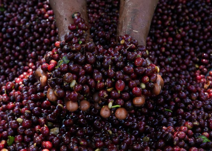 El café colombiano, entre la incertidumbre arancelaria y el irremplazable mercado de EEUU