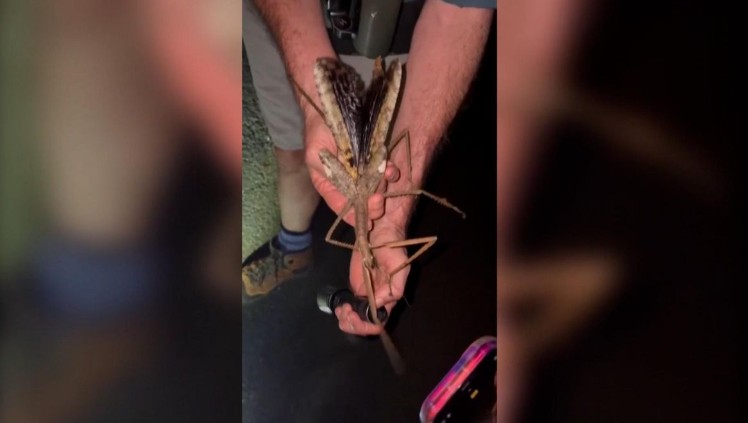 Descubren el insecto más pesado de Australia, con 44 gramos, como una pelota de golf