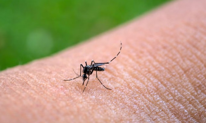 OMS pide medidas para evitar una expansión del virus chikunguña tras brotes en el Índico