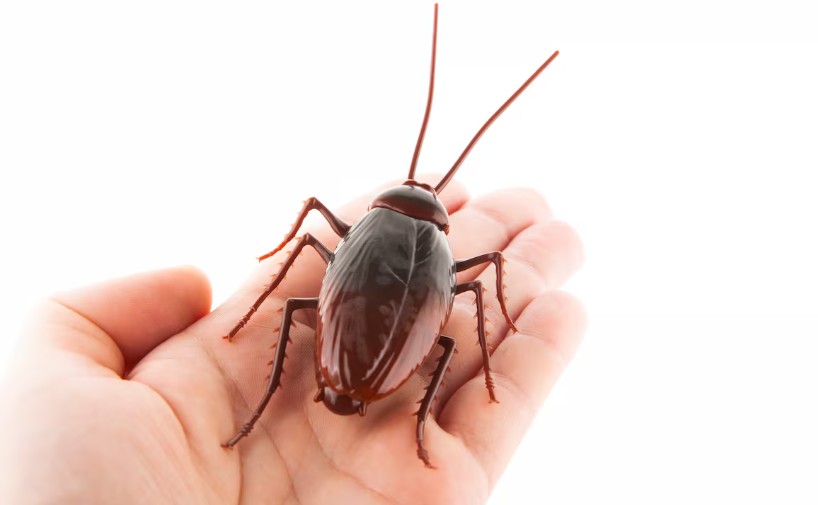 ¿Problemas con cucarachas? Estas plantas las mantienen lejos de la casa