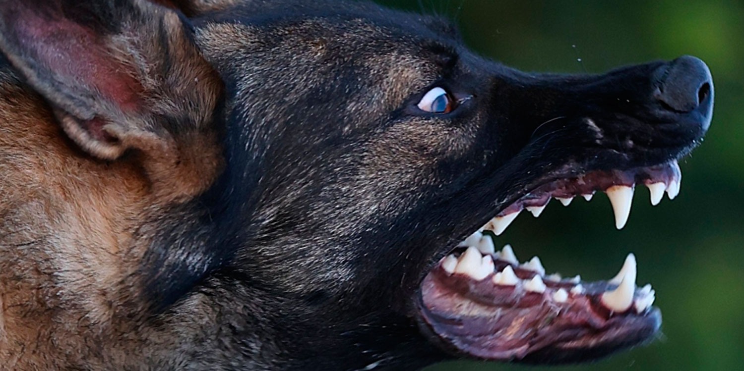 Exdelantero del Barça ingresado de urgencia en estado grave tras ser mordido en los genitales por un perro