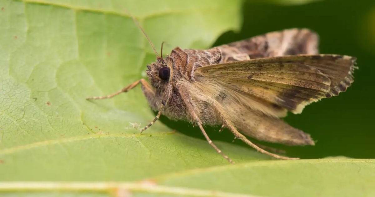 Descubren cinco nuevas especies de moscas polillas en Venezuela y Ecuador