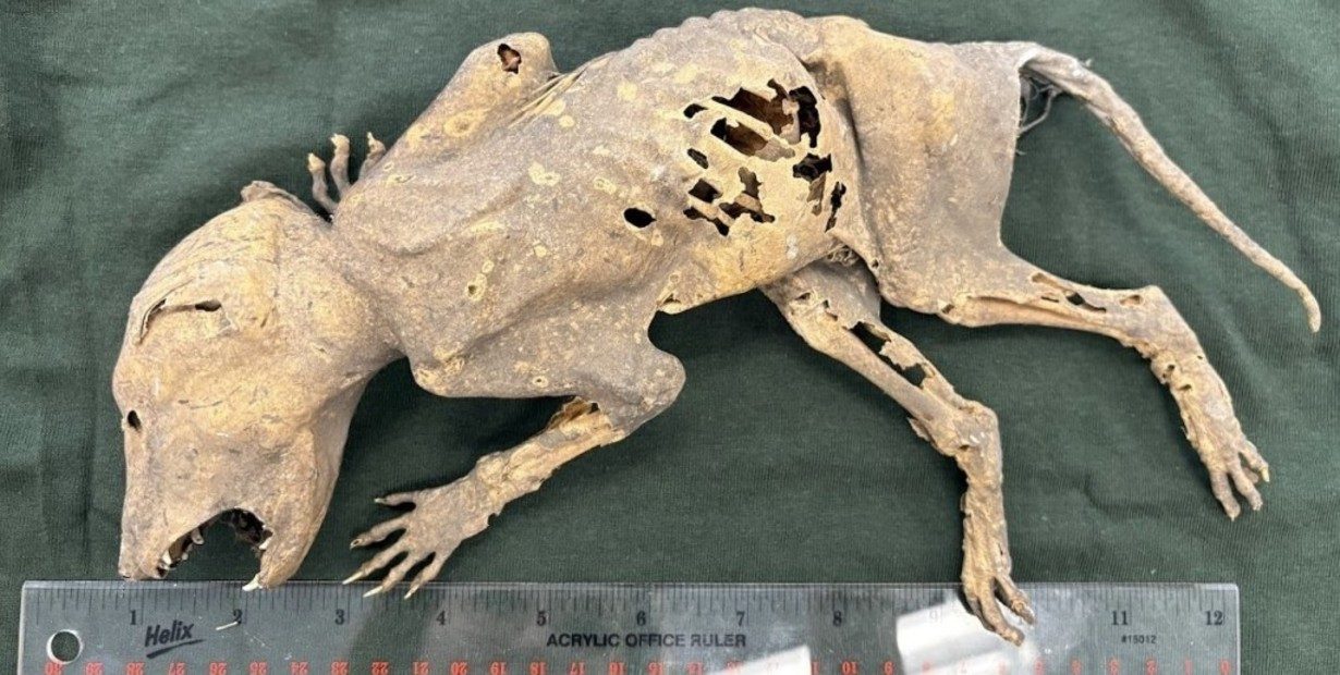 Misterioso “chupacabras” que fue hallado en una universidad de EEUU desconcierta a los científicos