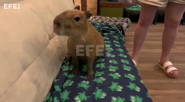 El éxito de los chigüires llega a Florida: un "Café Capibara" para apoyar la conservación (Fotos)