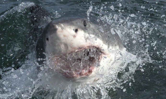 Dos estadounidenses resultan heridos tras ser atacados por dos tiburones en Bahamas
