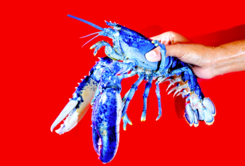 La langosta de mar azul brillante: las razones de su color extraordinario y por qué su edad sorprenden a la ciencia