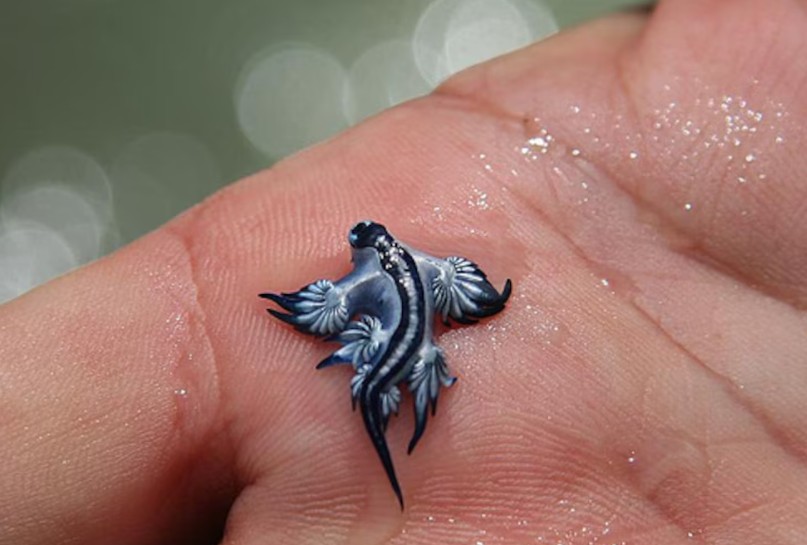 Continúa la invasión del dragón azul en playas españolas: qué es, qué puede pasar si te pica y qué debes hacer