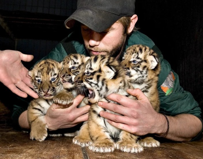 Un zoológico en Dinamarca pide donación de mascotas para alimentar a sus depredadores