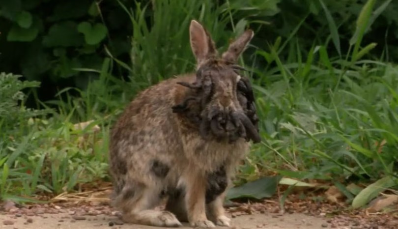 Cuál es el virus que explica el fenómeno de los conejos con tentáculos raros en Estados Unidos