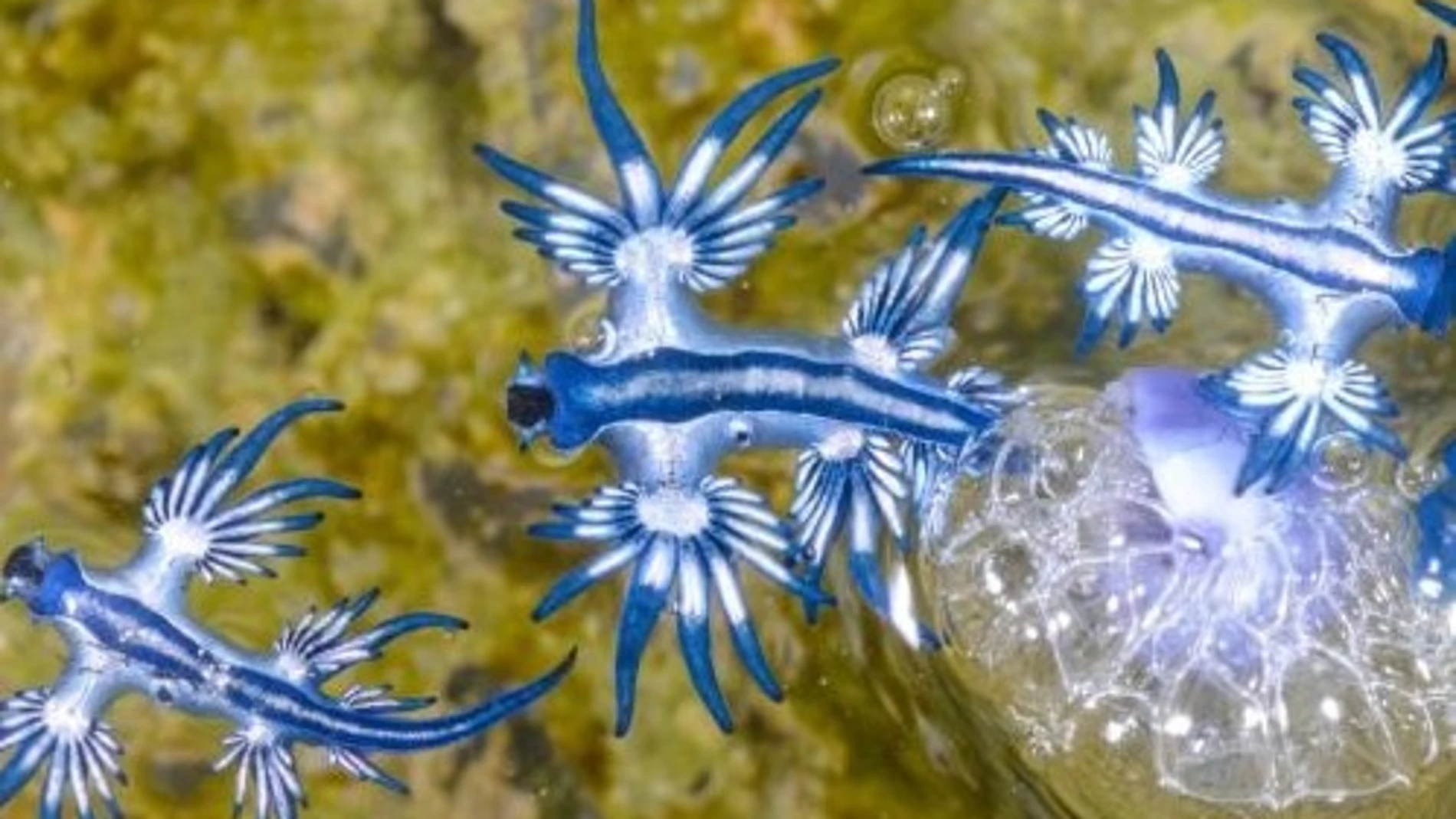 Dragones azules: el peligroso molusco que amenaza las costas de Cádiz