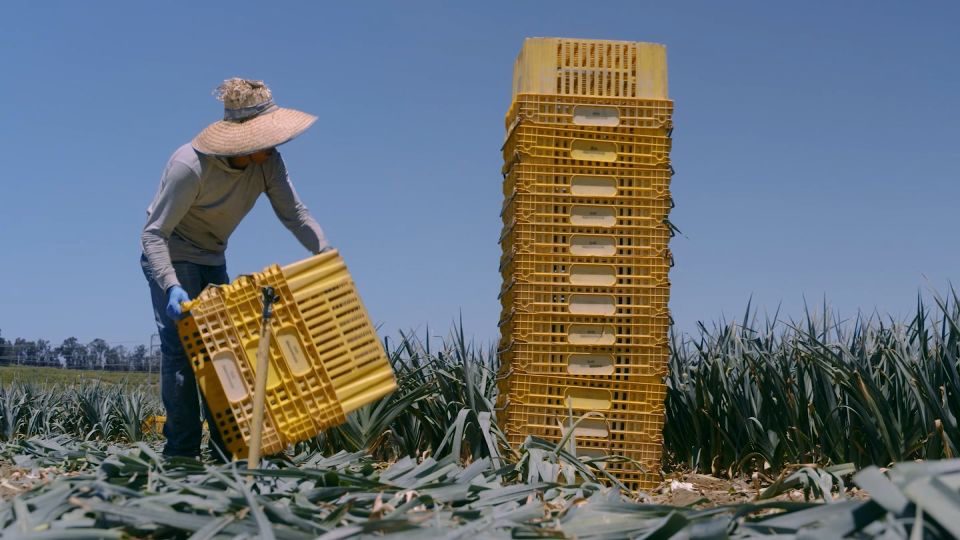 Trump dice que trabaja en “reglas y regulaciones” para trabajadores agrícolas indocumentados