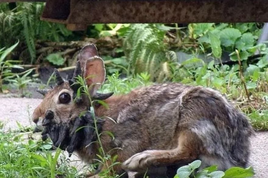 Alarma en EEUU por la aparición de conejos con "tentáculos" en la cabeza