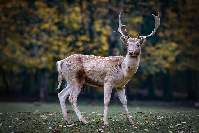¿Animales mutantes? Imágenes de ciervos con enormes protuberancias siembra el pánico en EEUU