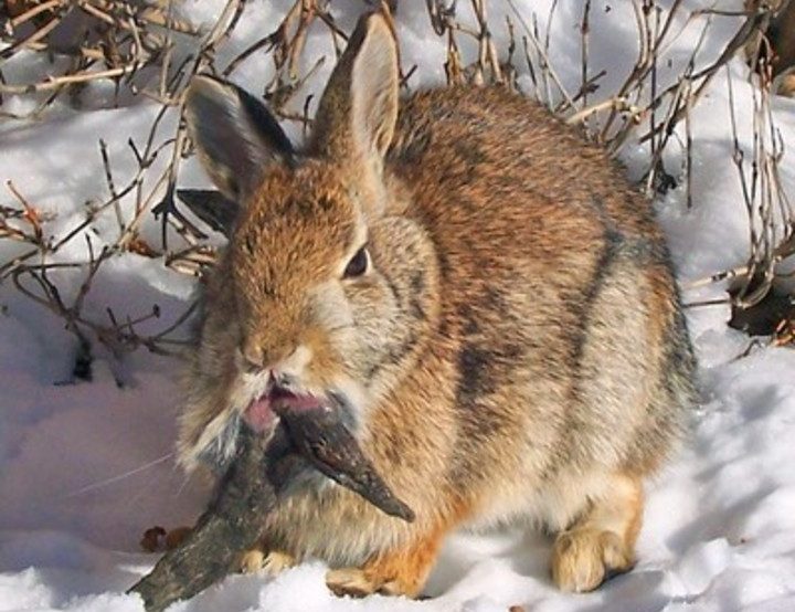 El virus en conejos con "cuernos y tentáculos" en EEUU genera alarma: ¿puede contagiar a humanos?