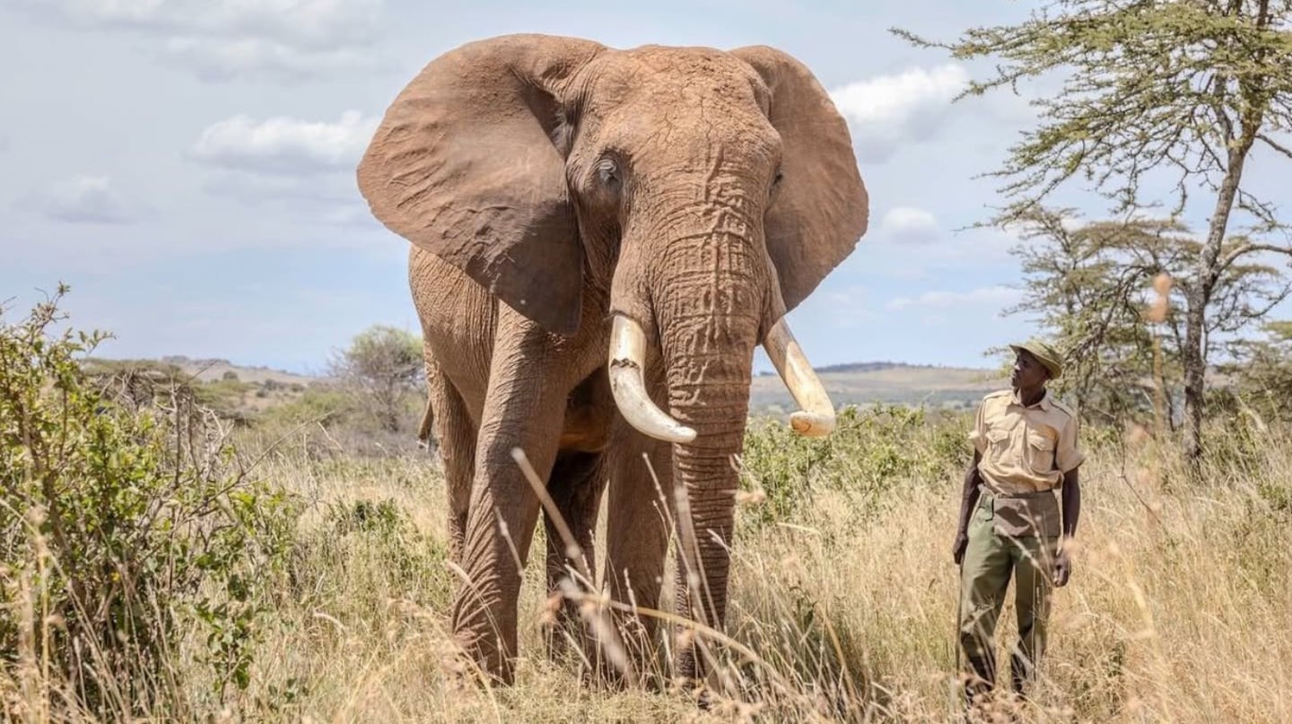 Polémico VIDEO: un turista le dio cerveza a un elefante en un santuario y fue criticado en redes