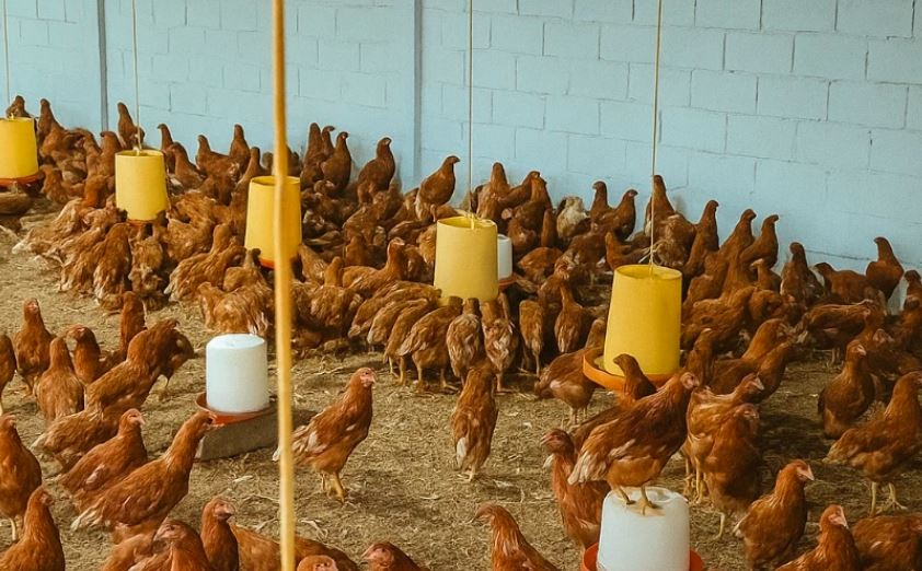 Granjas en Táchira están en riesgo de cerrar por contrabando de huevos colombianos