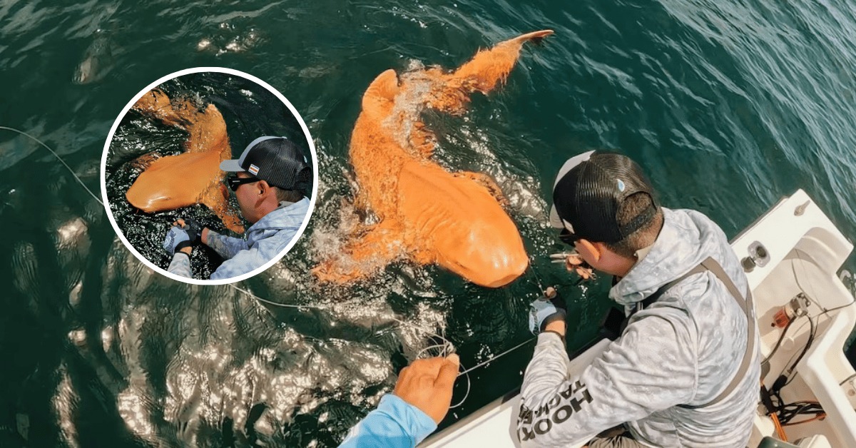 Un extraño tiburón naranja y "demasiado poderoso" apareció en el Caribe