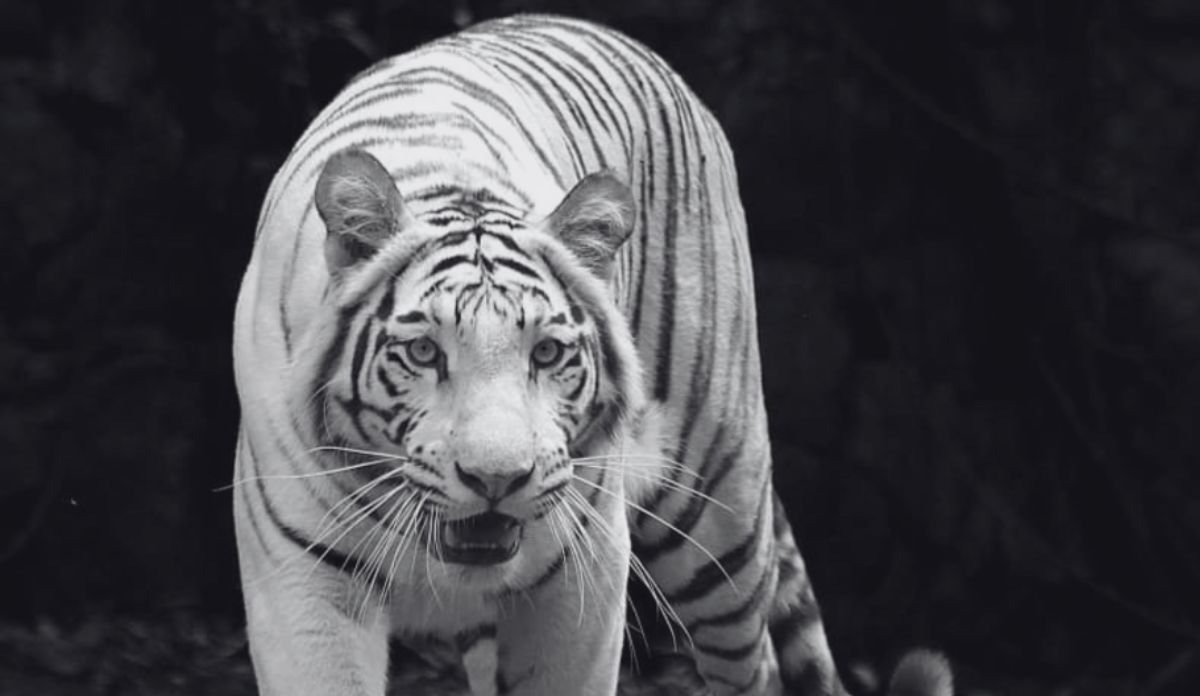 Imágenes sensibles: Tigresa blanca murió frente a los ojos de los visitantes en zoológico colombiano