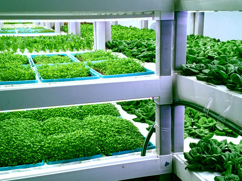 Agrónomos venezolanos piden a los agricultores adoptar la tecnología digital