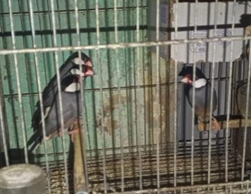 Rescataron a 45 aves exóticas Diamante Mandarín de un criadero ilícito en Caracas