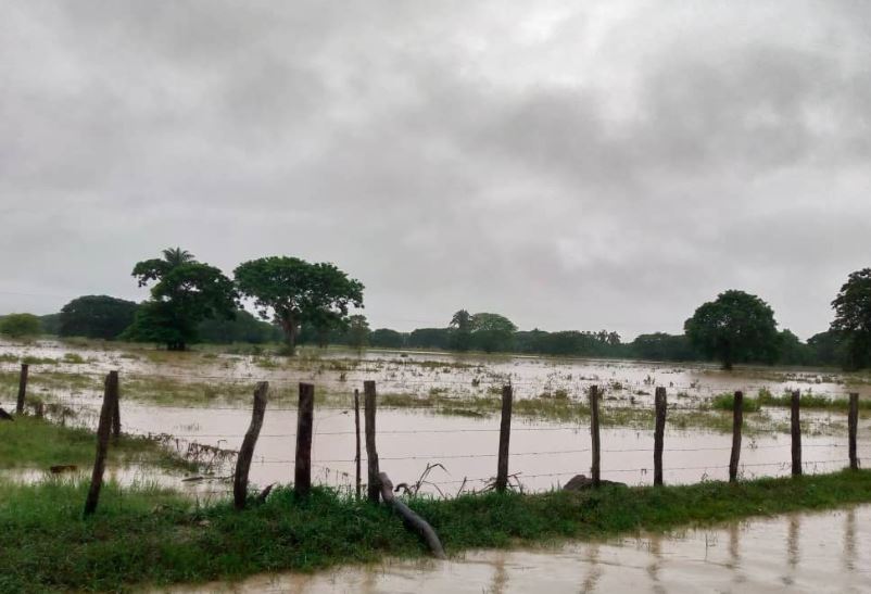 Desborde del río Santo Domingo pone en jaque la producción ganadera en Barinas