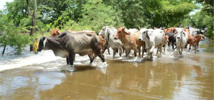 Denuncian que inundaciones perjudican la salud del ganado en Apure