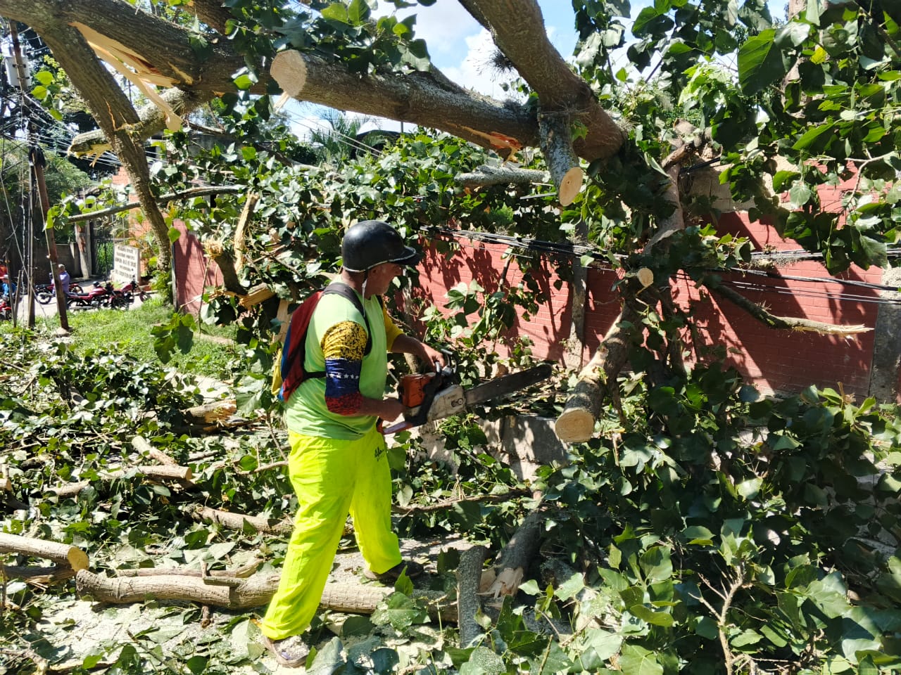 Árbol caído obstaculiza el paso hacia El Junquito este #10Sep