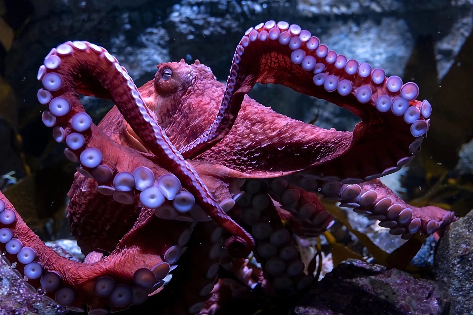 La inminente muerte de un pulpo que cuida a sus huevos en acuario causa conmoción en California