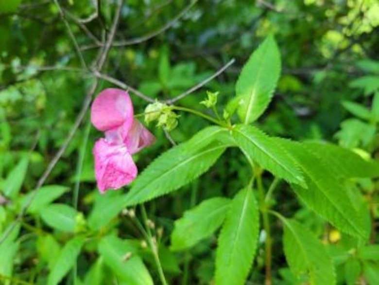 Es hermosa, pero es una trampa: la planta invasora que se expande alarmantemente en EEUU