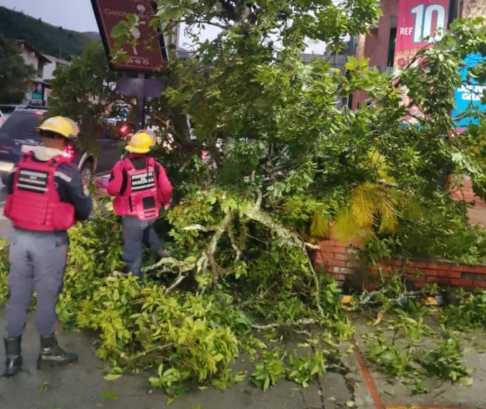 Caos en La Trinidad: fuerte aguacero y vientos provocaron caída de árbol de ocho metros (Fotos)