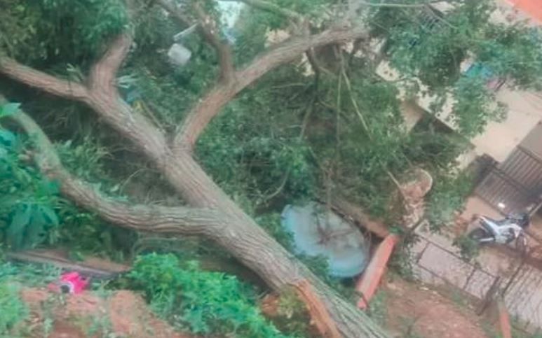 Susto en Caracas: Un enorme árbol colapsó y cayó sobre una vivienda en Jardines del Valle