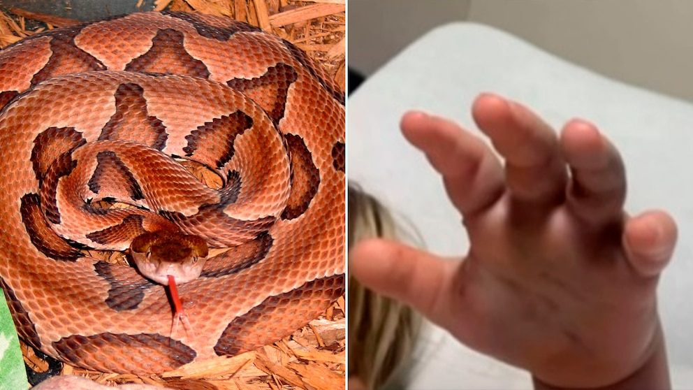La insólita reacción de los cuidadores luego que un niño fuera mordido por serpiente en EEUU