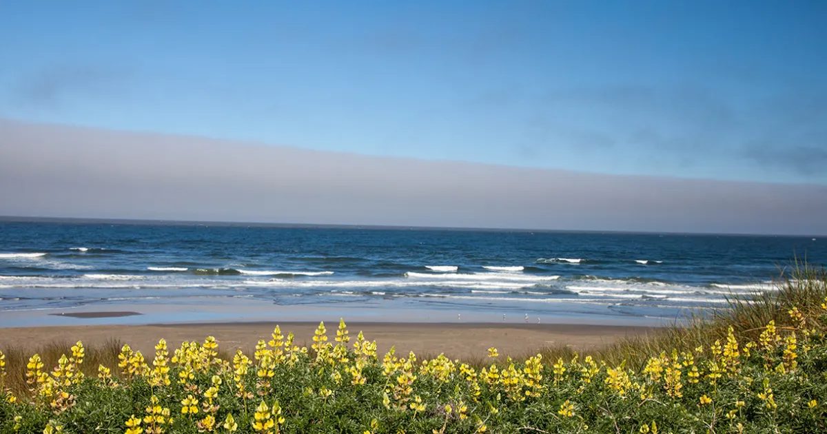 La misteriosa criatura de dos metros hallada en una playa de California que sorprende a la ciencia