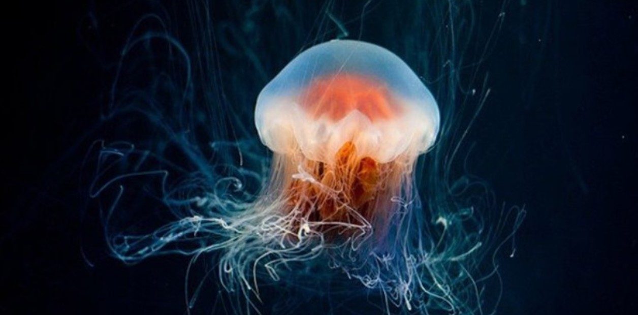 Las extrañas criaturas con tentáculos de más de 20 metros que aparecieron en playas de Texas