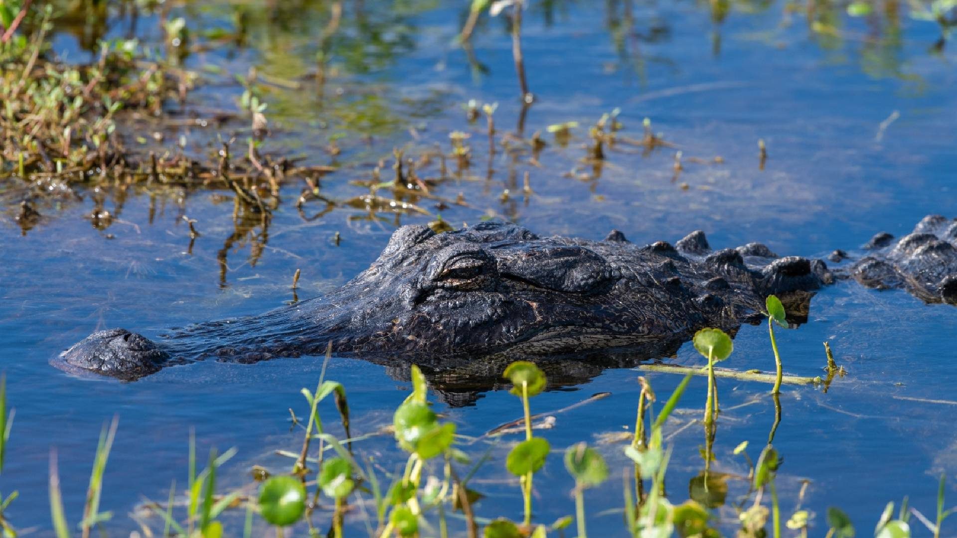 Terminó tras las rejas por matar a trece caimanes en Florida y subir sus imágenes a Snapchat