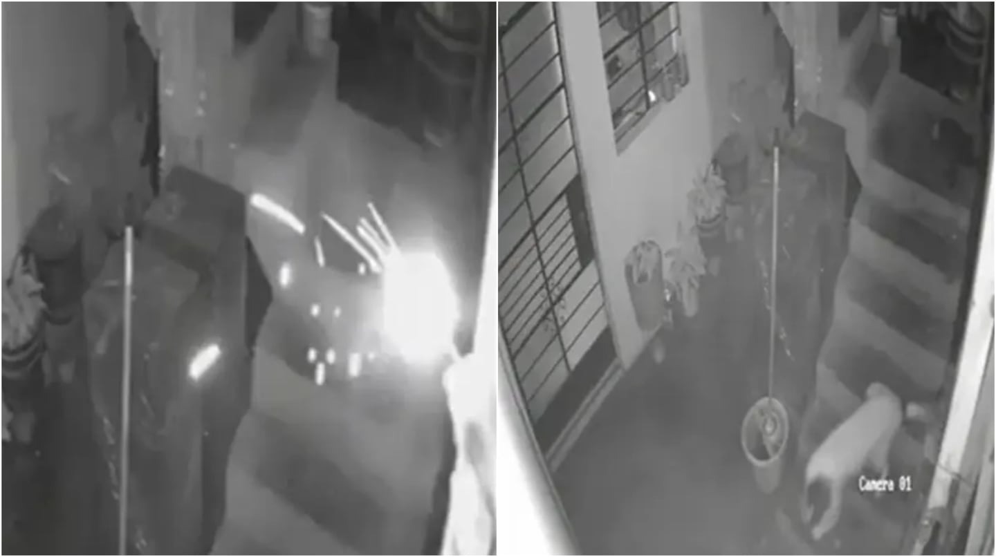 Tiraron dinamita a la casa de un periodista, pero su perra apagó la mecha a mordiscos y salvó a toda la familia (VIDEO)