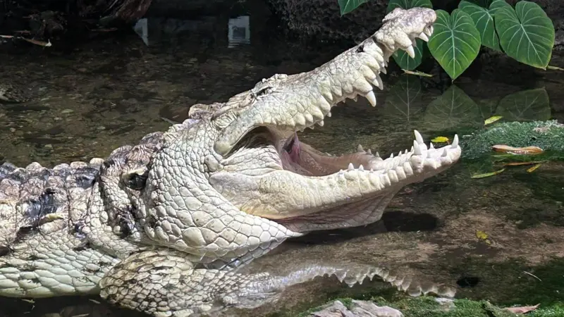 Cómo Juancho, un caimán del Orinoco, juega un papel clave para impedir la extinción de su especie