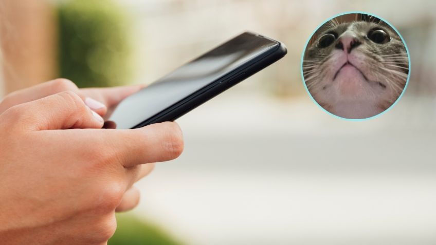 Gatito se hizo VIRAL por un "selfie" que se tomó por accidente con el teléfono de su humana