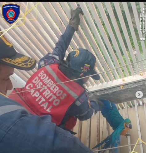 Bomberos de Caracas rescataron a una guacamaya atrapada en una rejilla en Chacao