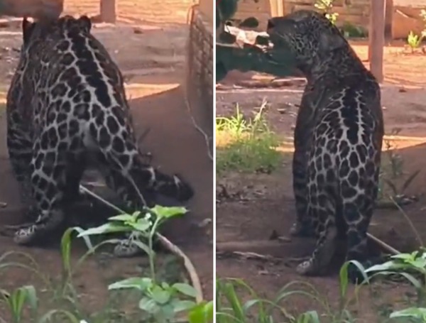 Se enfrentó a un jaguar que intentaba entrar a una guardería y resultó herido (VIDEO)