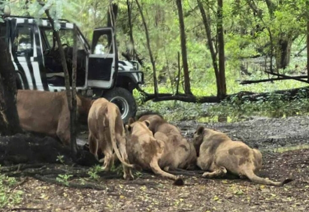 Una manada de leones devoró a uno de los cuidadores frente a un grupo de turistas