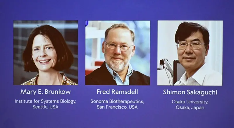Qué son las células T, cuyo descubrimiento fue premiado con el Nobel de Medicina 2025