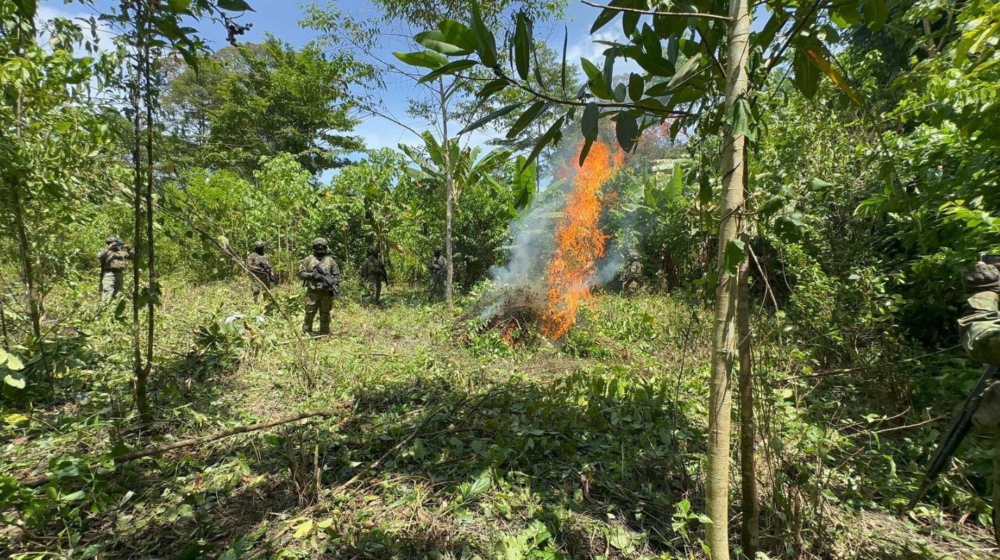 Ecuador destruyó 10 mil plantas de coca en la frontera con Colombia