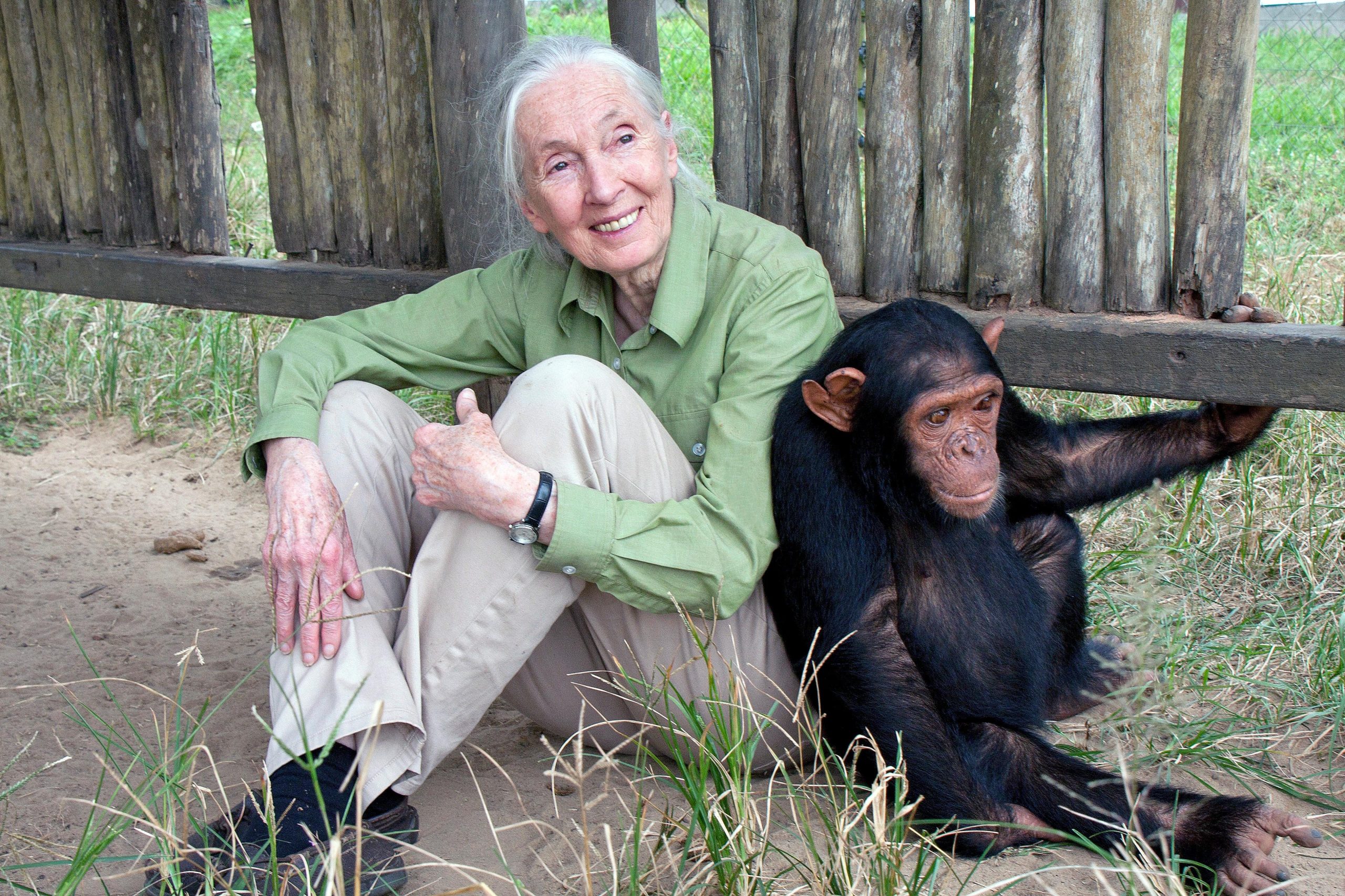 Jane Goodall, reconocida etóloga británica experta mundial en chimpancés, murió a los 91 años