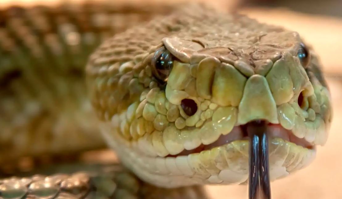 El rincón amazónico que alberga más de 60 especies de serpientes