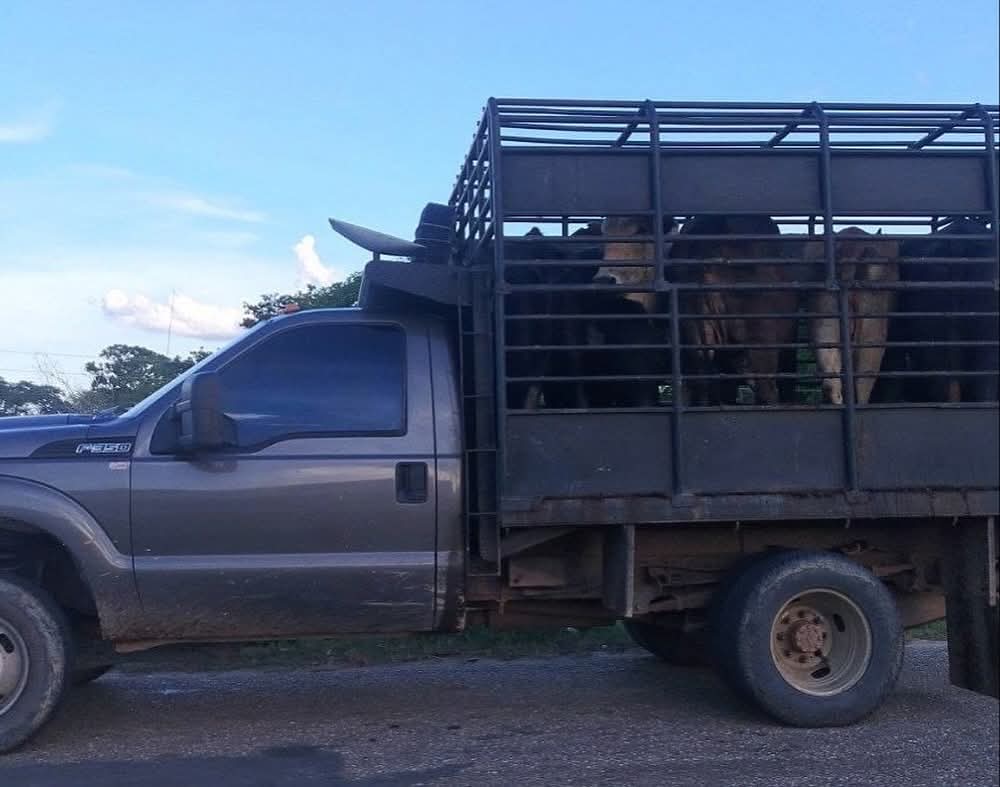 Agarraron con las manos en la masa a tres integrantes de la banda Quitaparo en Apure