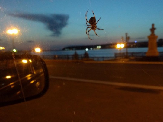 Mujer se asustó por una araña dentro de su vehículo y provocó un terrible accidente